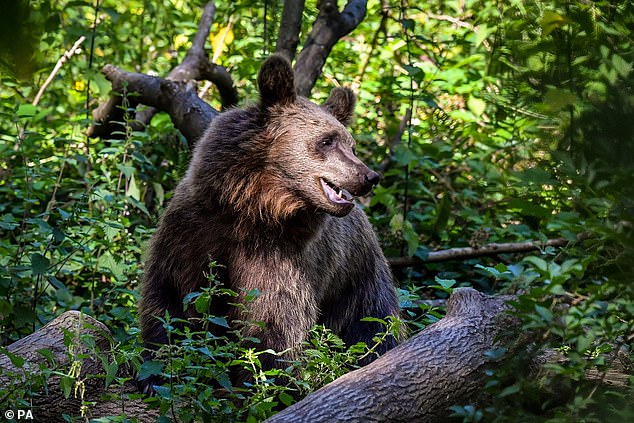 Although brown bears are generally shy of humans and are primarily nocturnal, they can react aggressively if frightened – especially mothers with cubs