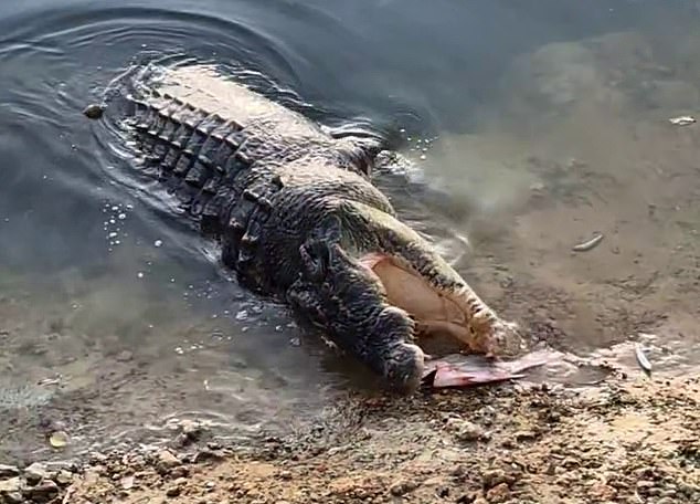 The proceeds of more than $160,000 for the family allowed Mrs. Hogbin to support her children after the death of their father (pictured feeding a crocodile near the scene of the attack, shortly after Mr. Hogbin's death).