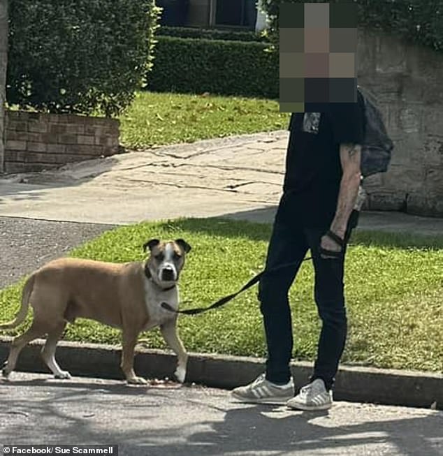 Pictured: The dog that Mrs Scammell claimed was involved in the attack