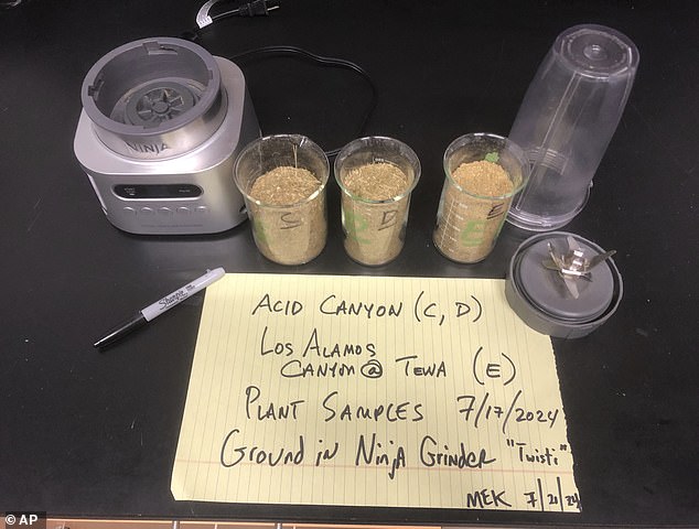 This July 21, 2024, photo shows the vegetation of Acid Canyon and lower Los Alamos Canyon near Los Alamos, NM, after being milled as part of a radiation testing and sampling project