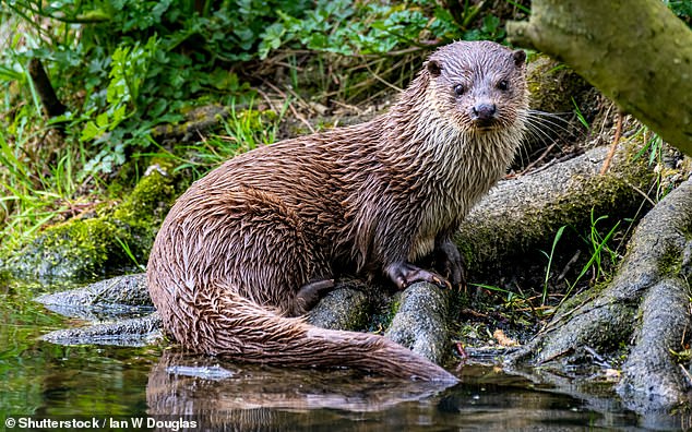 The U.S. Department of Agriculture Wildlife Services captured and euthanized the river otter (stock image)