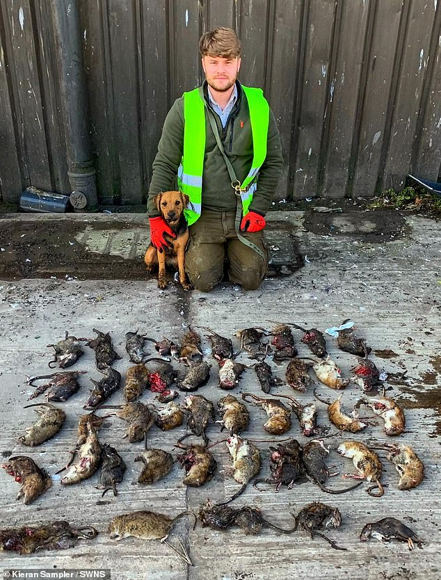 Professional rat catcher Kieran Sampler (pictured) claims to have killed over 65,000 rodents