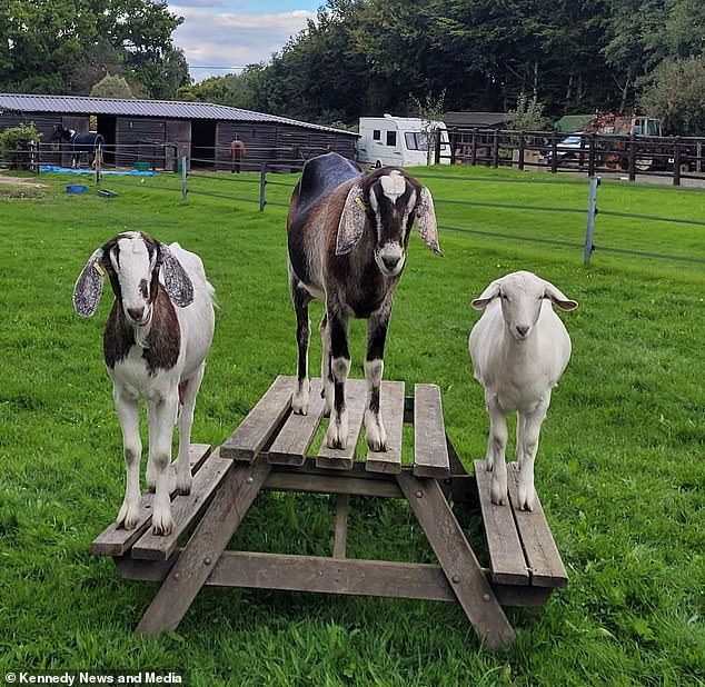 Despite being injured while carrying out their duties, Ms Stride said the goats were completely oblivious to her suffering and the injuries she had sustained because of them.