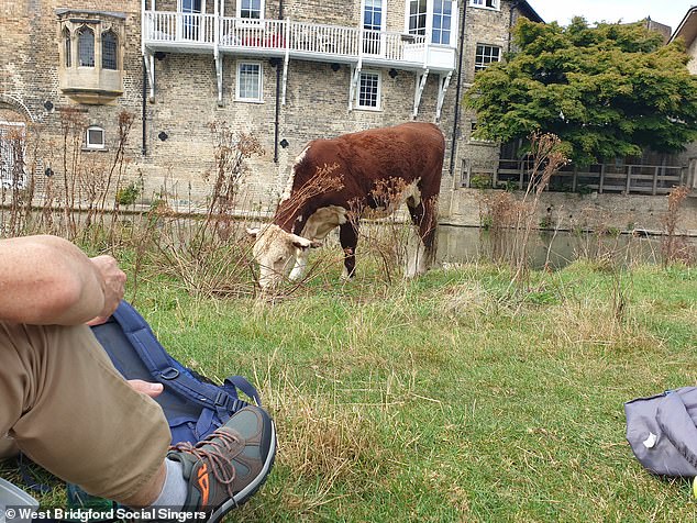 One of the choir-loving cows in the photo grazing on some grass nearby