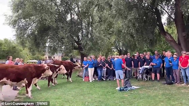 Lori Cunningham, who filmed the encounter, said: 'There was even an interaction between a couple of cows who snuggled up to two of the singers, almost as if they wanted to thank them for the beautiful music'