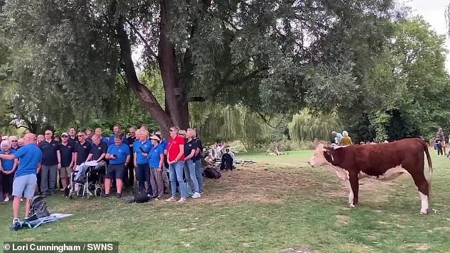 Lori said, “It was a sublime moment and a poignant reminder that cows are sensitive, feeling creatures.”