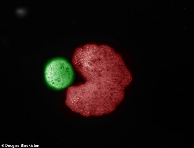 Shown are computer-designed organisms collecting individual cells into a Pac-Man-shaped 'mouth' and releasing 'babies' (green)