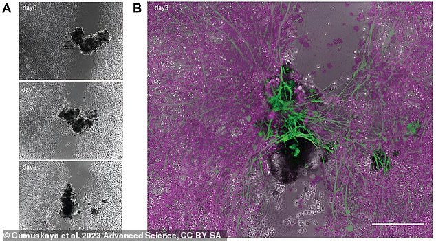 Diagram A shows an anthrobot building a bridge over a scratched nerve cell over the course of three days. Diagram B highlights the 'sting' in green at the end of day three