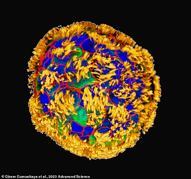 This robot is made from human lung cells, which have been reshaped so that it can crawl and repair damaged tissue