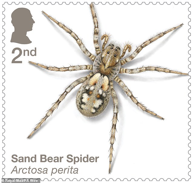 The Sand Bear Spider is one of 10 special stamps featuring original illustrations of spiders found in the UK