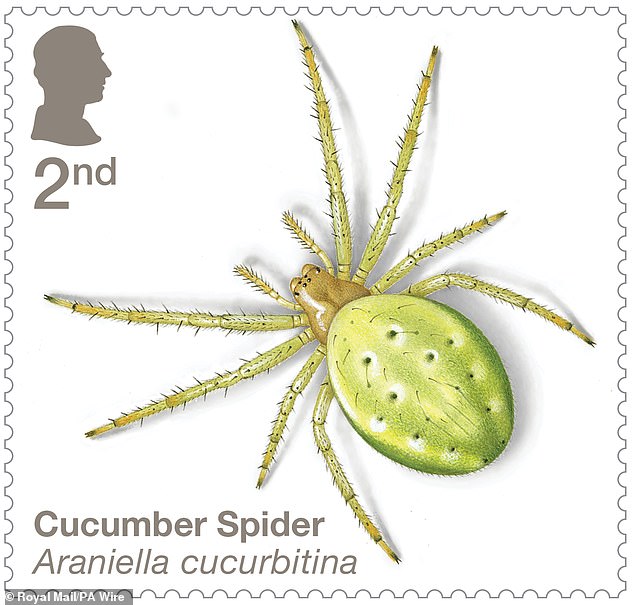 Cucumber spider: So named because of its light green abdomen that resembles a slice of vegetable