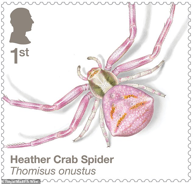 Female heath crab spiders have the ability to change color between white, yellow and pink as a way to match the color of the flower