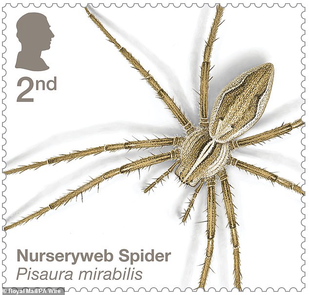 The nursery web spider, common in British grasslands, has brown and black stripes running the length of its body