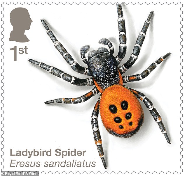 As you may have guessed, the ladybird spider is named after the common garden insect because of its black spots on a red background