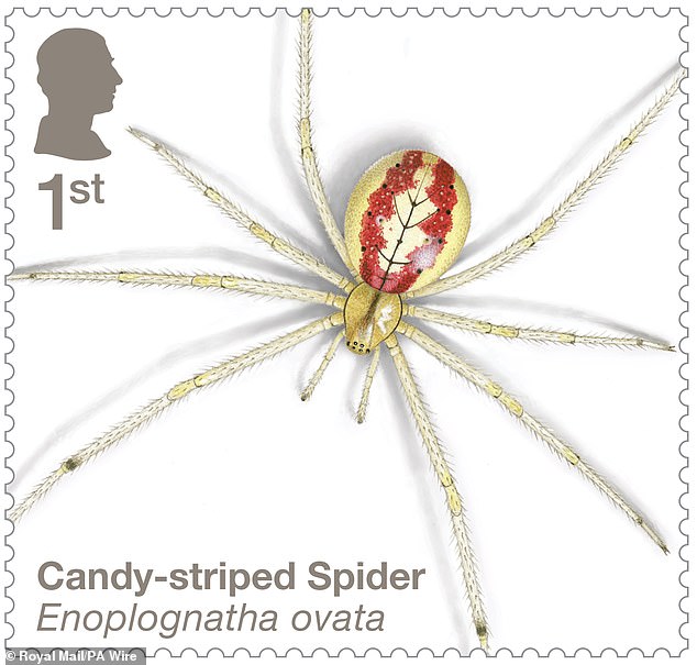 The beautiful striped candy spider, which comes in three colour variations, can be found throughout the British Isles