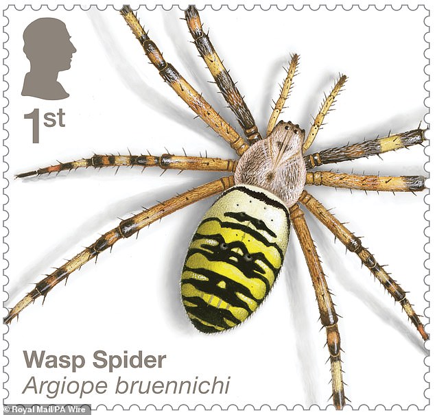 The wasp spider is a great imitator: because it looks just like a regular wasp, it is safe from predators, even though it is not dangerous itself