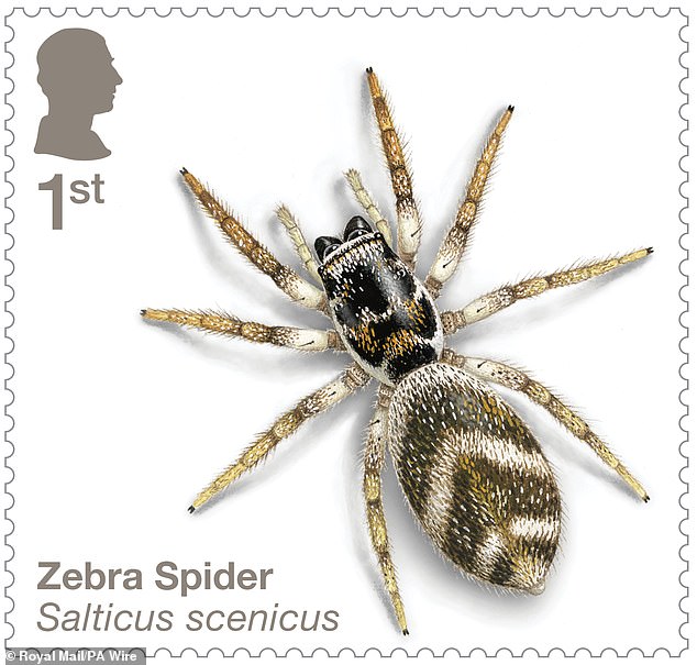 The British Arachnological Society says: 'This is one of the most common jumping spiders in Britain and can often be spotted hunting on garden walls and fences on warm, sunny days'