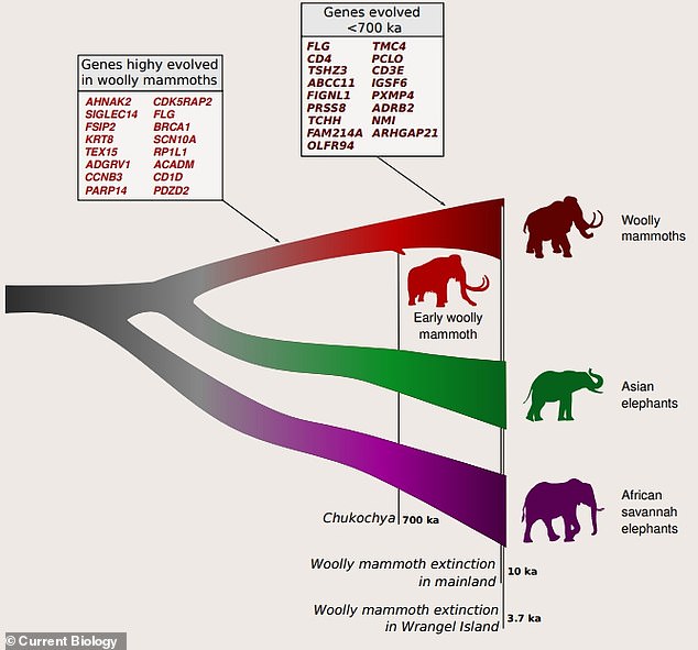 Modern elephants share a common ancestor with mammoths (Primeelaphas, which lived 7-2 million years ago)