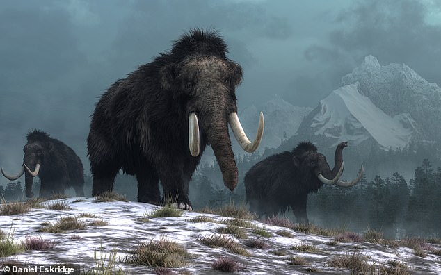 Woolly mammoths were elephant-like animals that evolved on the Arctic peninsula of Eurasia about 600,000 years ago. The last mammoths died out about 4,000 years ago - more recently than the construction of the pyramids at Giza, Egypt