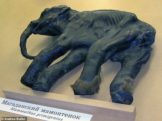 The photo shows a frozen woolly mammoth calf 'Dima', as displayed at the Zoological Museum in St. Petersburg, Russia; note the fur on the legs