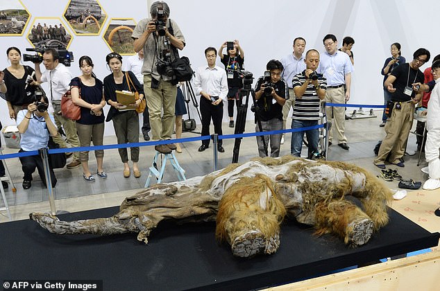 A 39,000-year-old female baby woolly mammoth named Yuka from the Siberian permafrost is unveiled to the media at an exhibition in Yokohama, a suburb of Tokyo on July 9, 2013