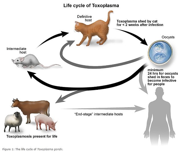 Above is the life cycle of toxoplasmosis. Cats often contract it by eating infected wild animals. They can then release the parasite in their feces, which can infect humans.