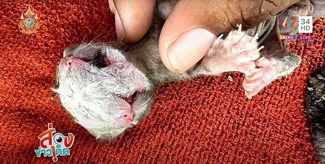 Durian Intawiset, 82, from Phetchabun province, found the helpless kitten still attached to its mother's placenta on Friday morning