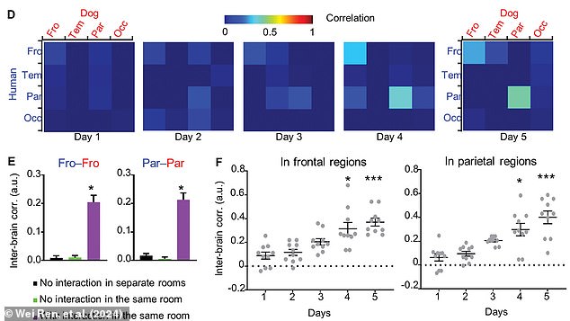 Over the course of five days, the level of synchronization increased (illustrated in the bottom graphs). In the top graph, the brighter colors show brain areas that were more synchronized as the pair became more familiar