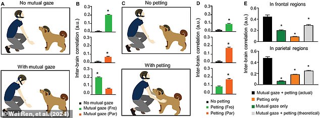 In a second experiment, people either looked at the dog or petted it, revealing that physical petting and eye contact cause different parts of the brain to synchronize