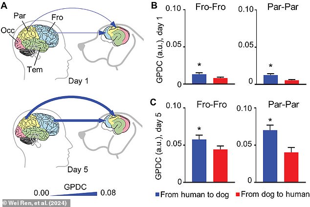 By analyzing the data, the researchers found that it was humans who were leading the interaction. These graphs show the amount of data that 'flowed' from the human to the dog (in blue) compared to the amount of data that flowed from the dog to the human (red)