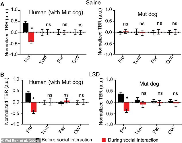 Dogs with a genetic mutation linked to autism showed much lower levels of brain synchrony. However, 24 hours after receiving a dose of LSD, their levels of neural connectivity returned to normal