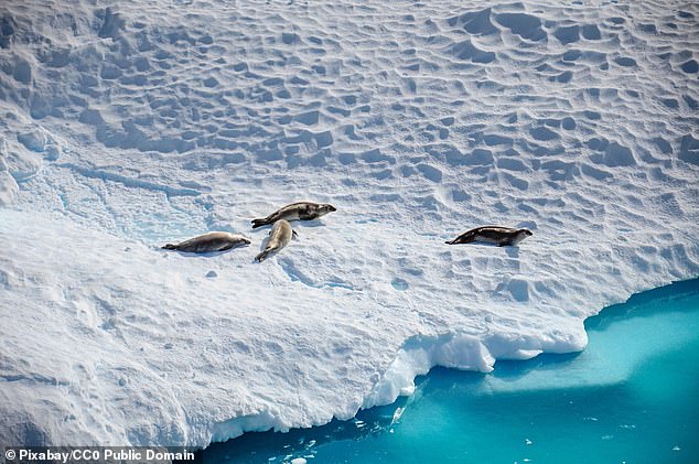 The ozone layer is vital because it prevents harmful UV-B radiation from reaching the Antarctic continent, harming wildlife there and further warming the melting sea ice (stock image)