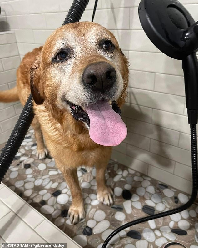 Gunner, a 13-year-old Labrador, disappeared last Tuesday in a rural area of ​​Denton County, north of Dallas