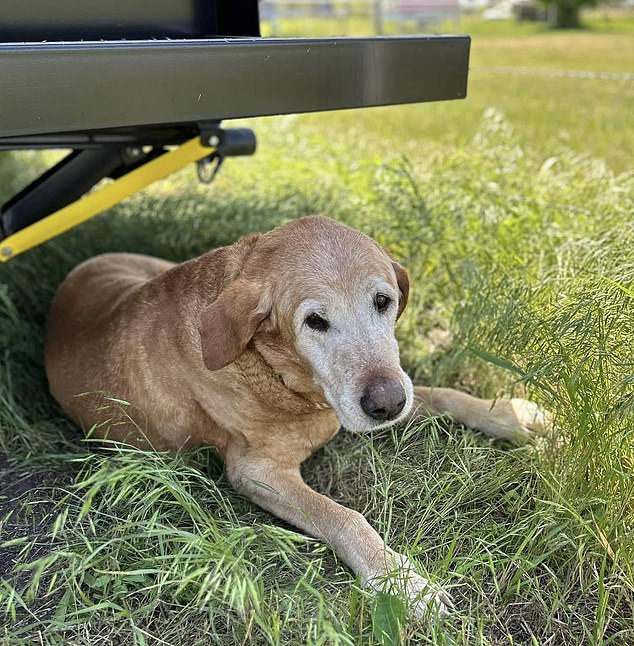 The shelter explained that they decided to forgo their usual 72-hour policy to “alleviate animal suffering” and put Gunner to sleep, much to the surprise of his family.