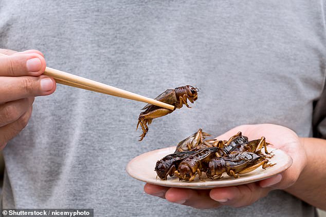 Research has shown that eating grasshoppers (Ruspolia nitidula) can improve your sexual desire (stock image)