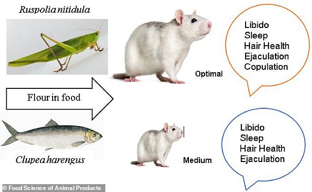 The team recruited 216 rats, which were fed either fish or Ruspolia nitidula grasshoppers for 12 weeks. Throughout the study, researchers monitored the rats' libido, sleep, hair growth, and overall health.