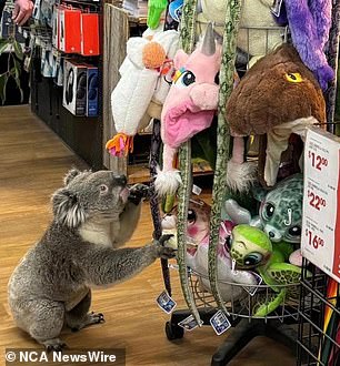 The koala was seen inspecting plush toys