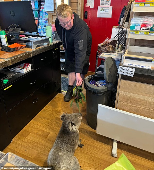 The koala did not cause any damage inside the store, but Ms Shervall said she had 'great difficulty' coaxing it back outside.