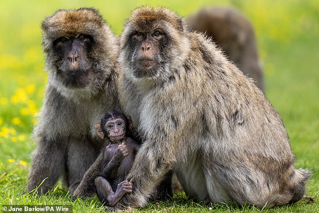 Researchers used Cynomolgus monkeys, or crab-eating macaques, because the primates are physiologically similar to humans, making them 