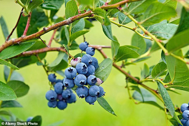 Berries are another type of plant compound that may lower the risk of dementia (file image)