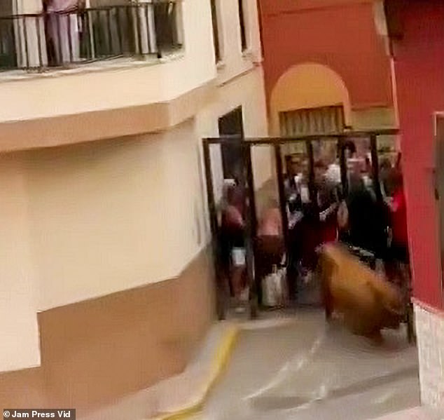 The bull grabbed the man by its horns from behind a metal fence