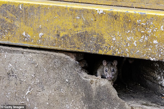 Rats thrive in urban areas where they have plenty of garbage to feed on