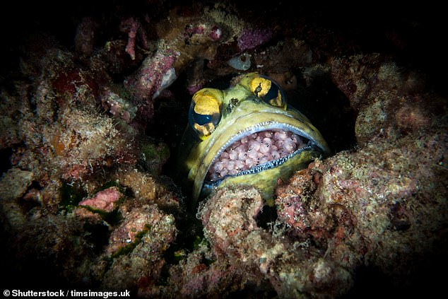 Jawfish (pictured) have forward-facing eyes and store their eggs in their large mouths