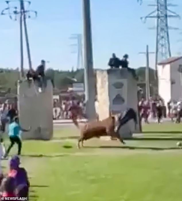 The bull gored the man's torso and threw him into the air after he tried to sneak past a pillar and play with it