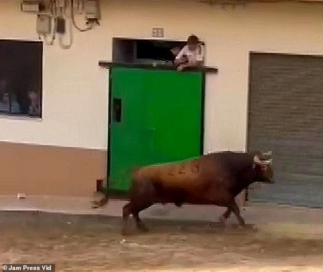 The bull had just been freed from his pen when he charged at the man at breakneck speed