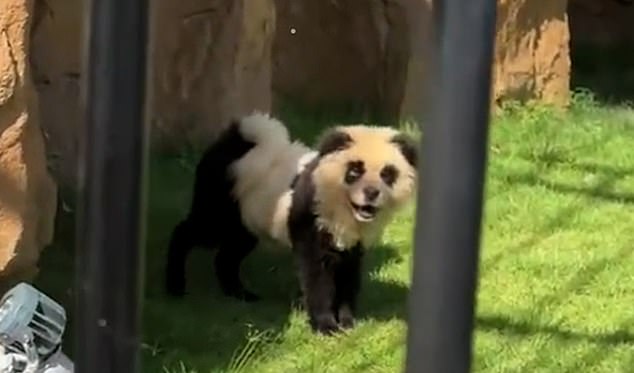 A video shared on YouTube shows the puppies with black ears, limbs and ears and dark circles around their eyes