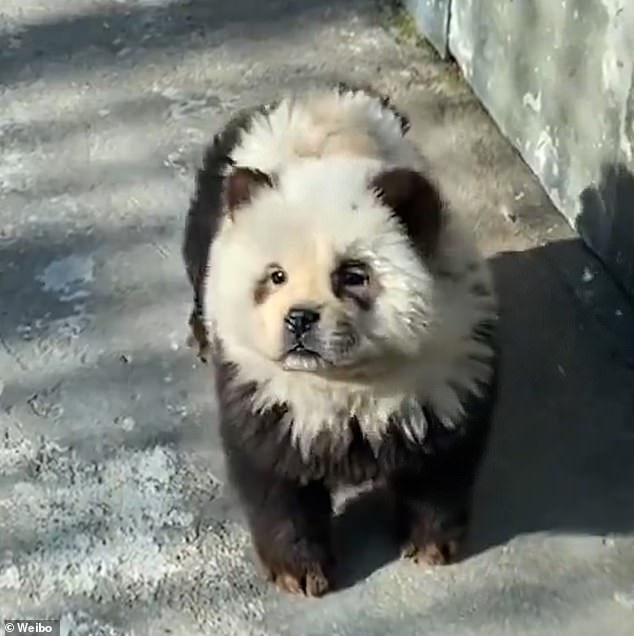 The dogs were given a quick grooming before black and white paint was applied to their faces and bodies