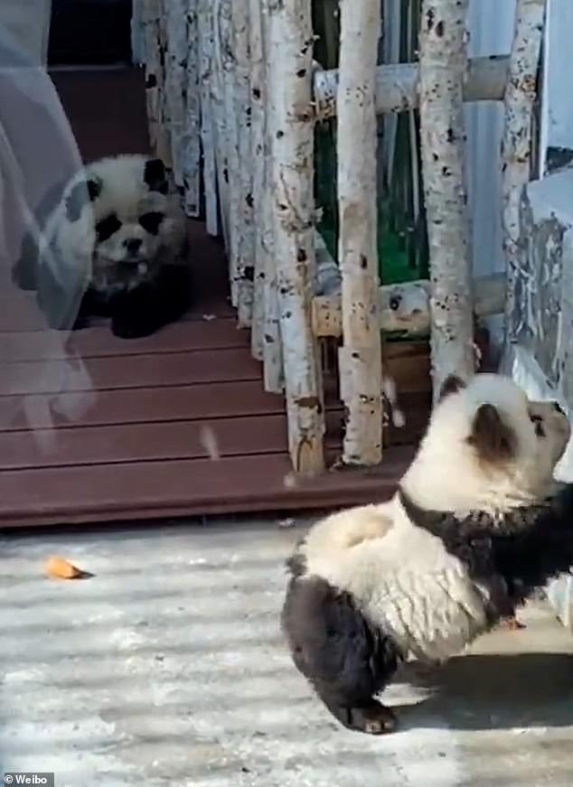 The zoo's new residents drew large crowds during their opening on May 1, but the attraction was quickly criticized by locals who accused the zoo of animal abuse