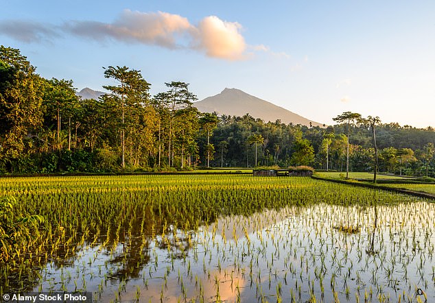 Pictured: Rice terraces at sunrise in Lombok, Indonesia. In 1948, the country's first president, Ahmed Sukarno, coined the term 