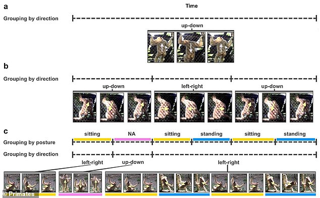 This image illustrates the various movements in the Nomascus dances, from up-and-down movements and left-right movements nestling in alternating sitting and standing postures